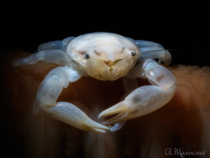 Haig’s Porcelain Crab on Sea Pen by Aleksandr Marinicev 